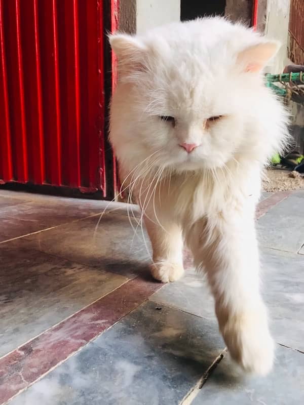 Persian Cat male for sale 9