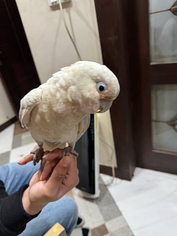 goffin cockatoo 0