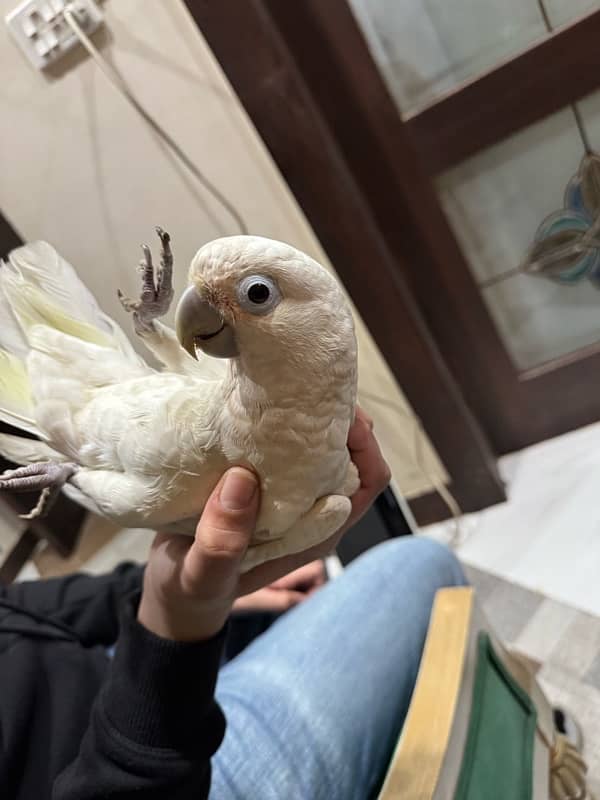 goffin cockatoo 2