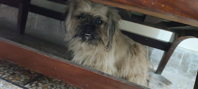 Shihtzu 1