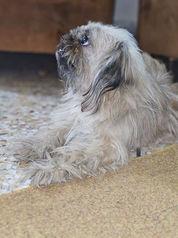 Shihtzu 2