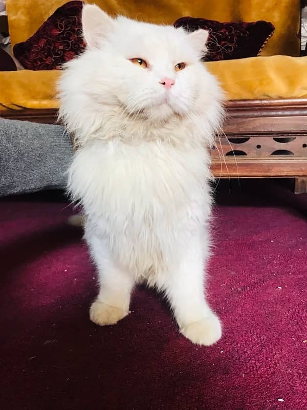 Persian cat stud male for sale 2