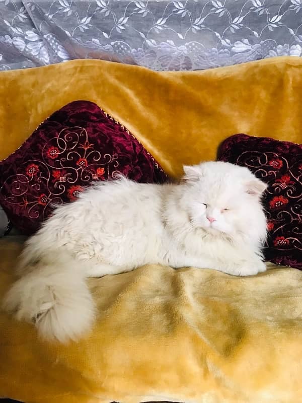 Persian cat stud male for sale 1