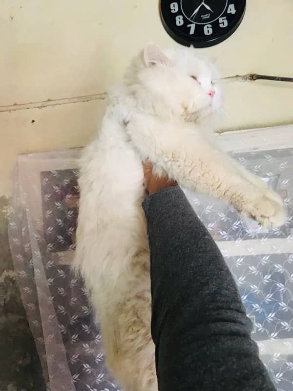 Persian cat stud male for sale 3