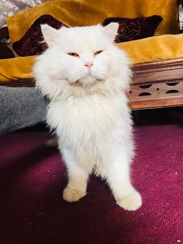 Persian cat stud male for sale 4