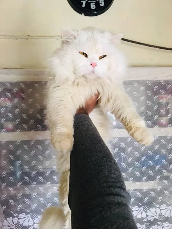 Persian cat stud male for sale 5