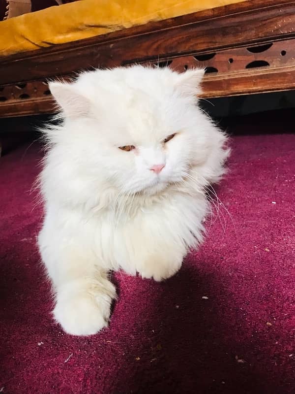 Persian cat stud male for sale 0