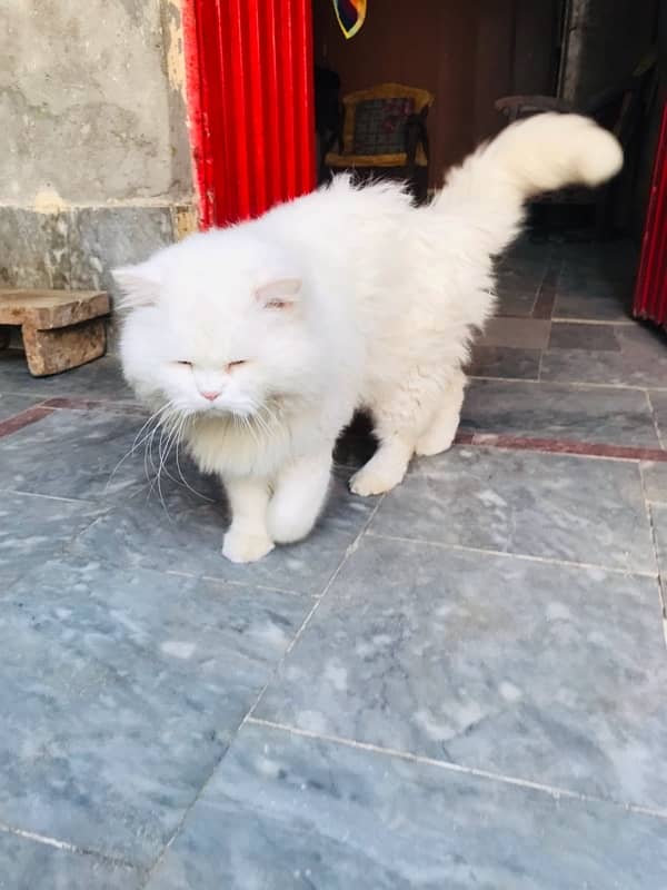 Persian cat stud male for sale 6