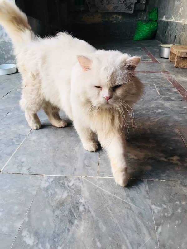 Persian cat stud male for sale 8