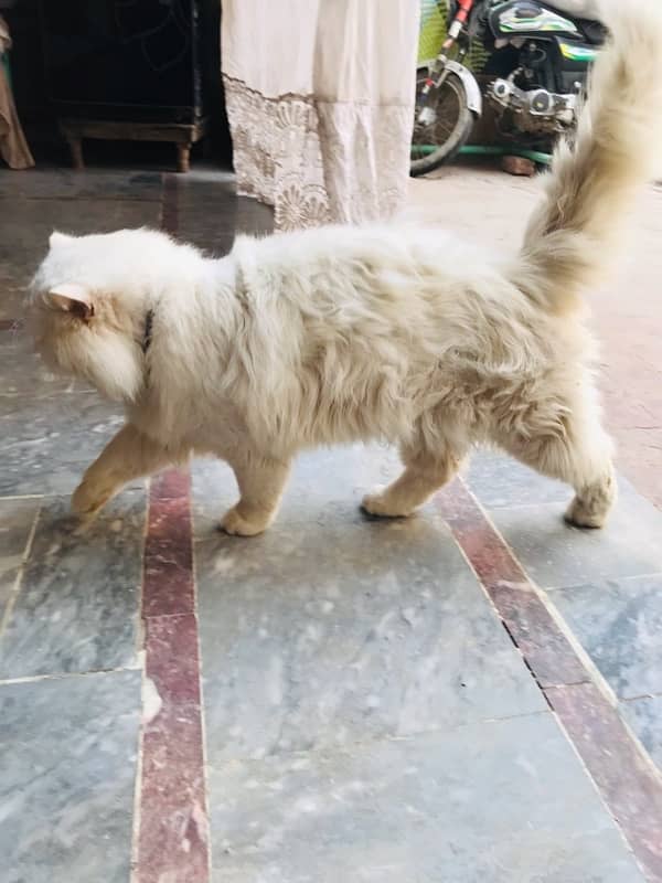 Persian cat stud male for sale 9