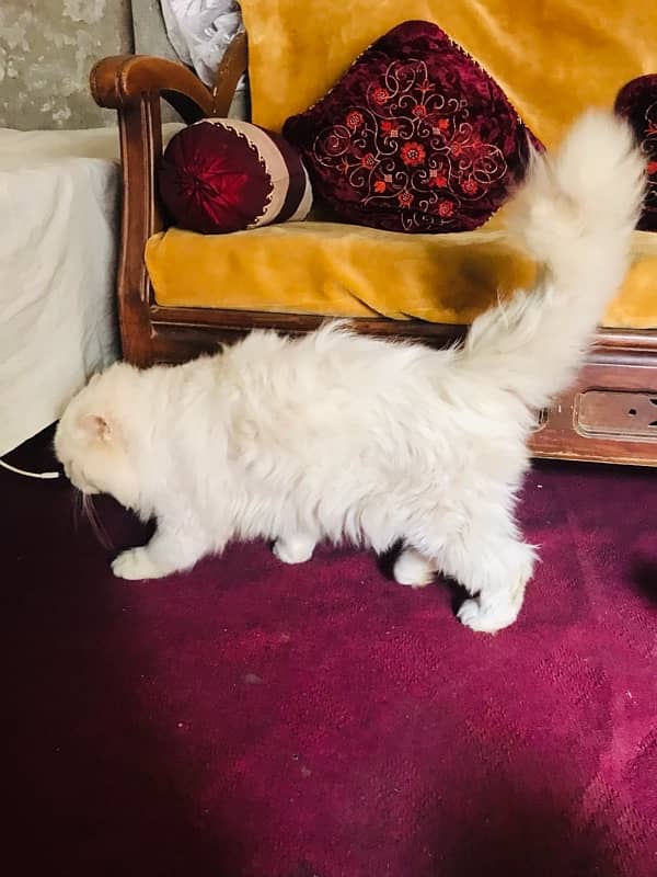 Persian cat stud male for sale 10