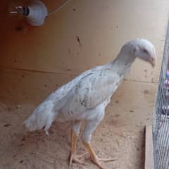 king white Shamo | Aseel | Murga | Shamo pair | Pure bread | Hens