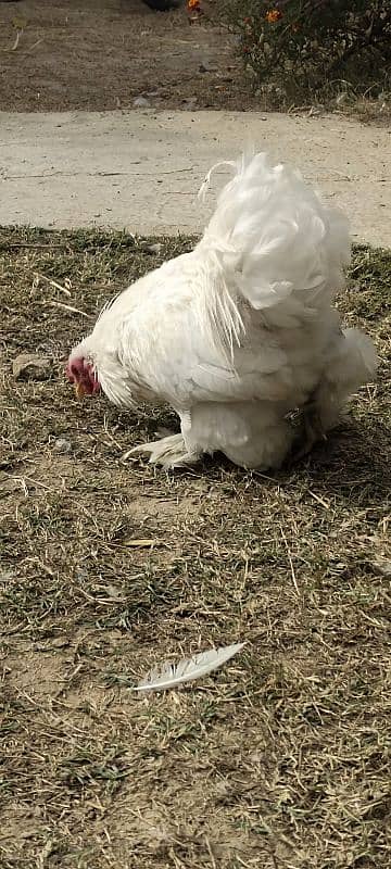 fancy cock 4