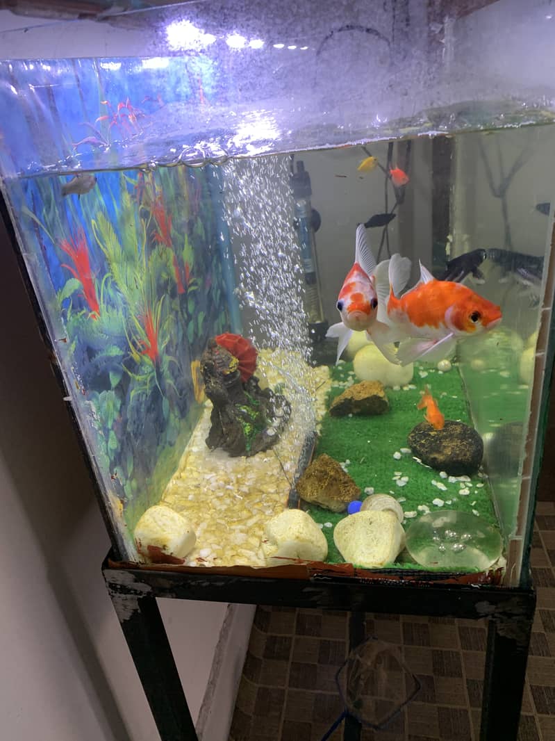 I want to sale my fish aquarium 3