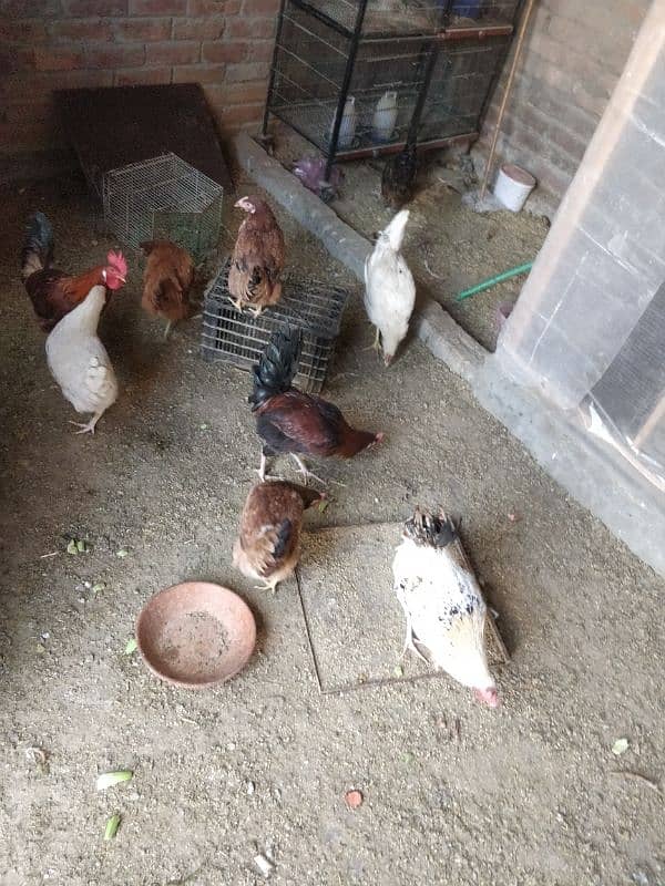 Desi hens 0