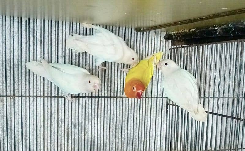 Creamino/ Parblue Pastel ino/ Albino Red Eyes and Split/Parblue 1