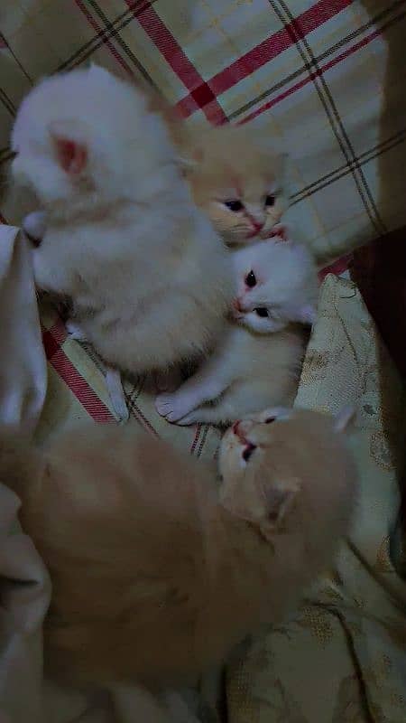 Persian Kittens 0