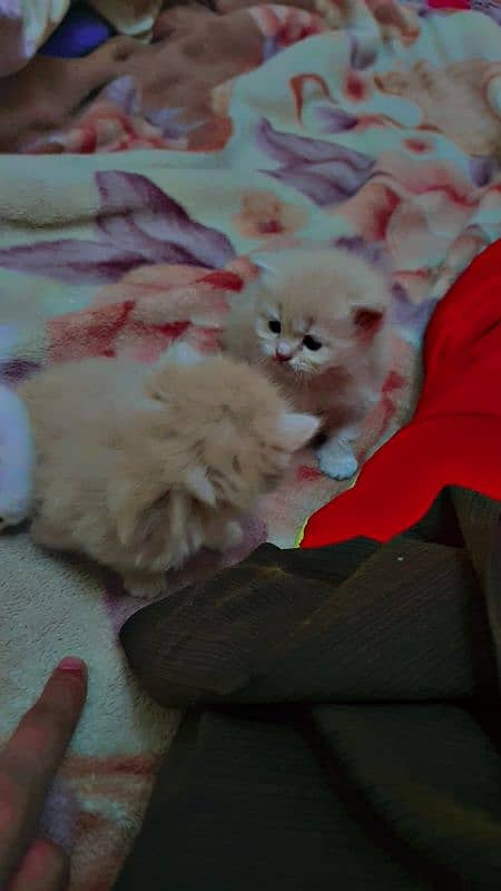 Persian Kittens 1