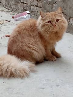 Persian Kitten ( double Coated)