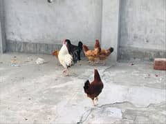 Desi hens