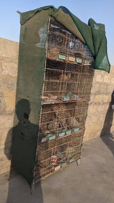 Birdes Cage
