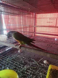 green cheek sun conure