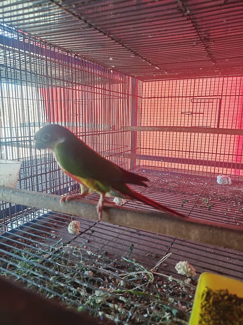 green cheek sun conure 1