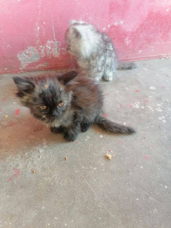 PERSIAN CAT WITH HER KITTEN 0