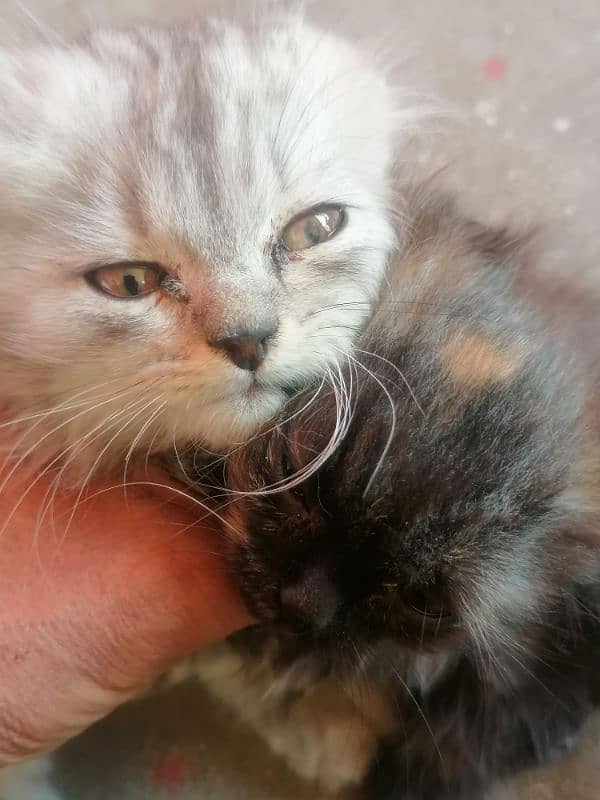 PERSIAN CAT WITH HER KITTEN 1