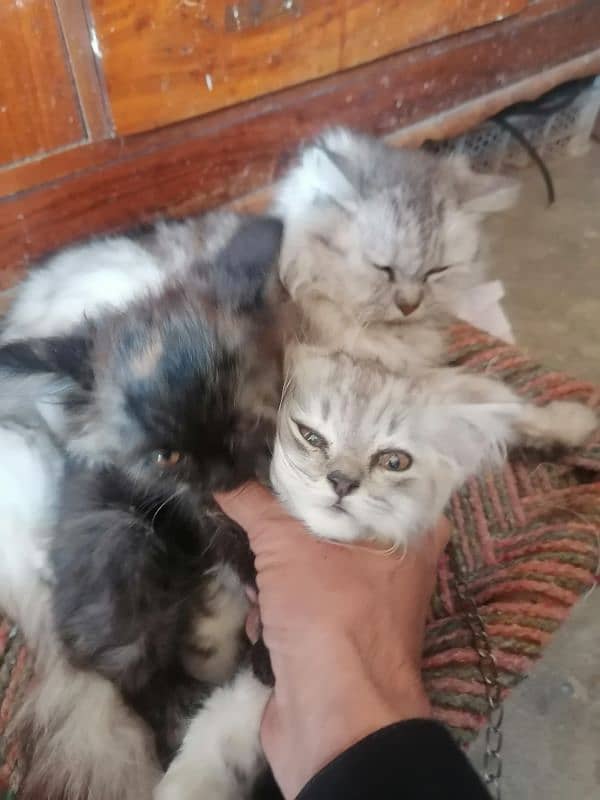 PERSIAN CAT WITH HER KITTEN 3