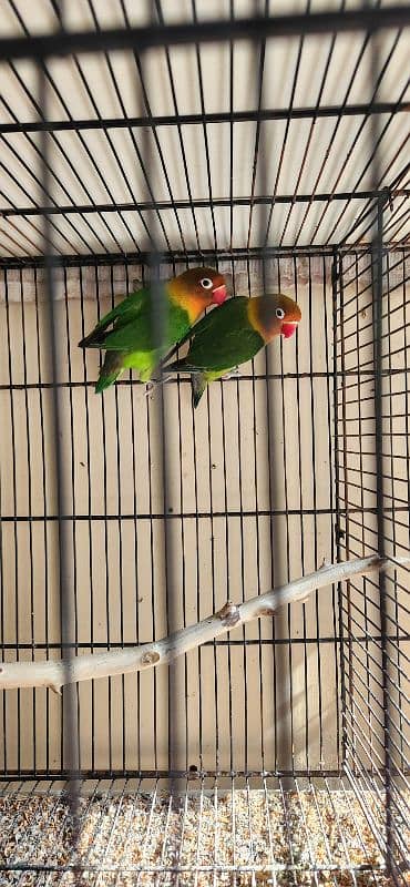 Breeder Pair For Sale 1