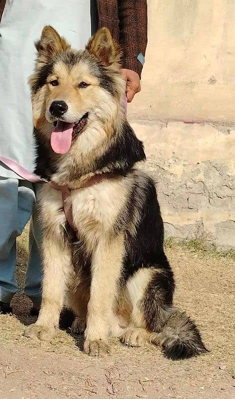 Alsheision bhagyary male 7 month sequrty dogs for sale 1