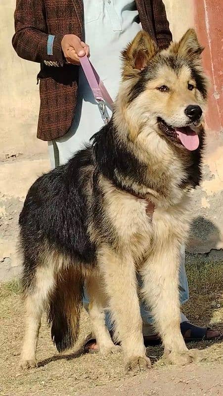 Alsheision bhagyary male 7 month sequrty dogs for sale 2