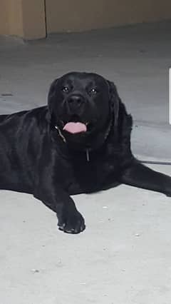 labrador