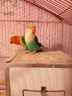 GREEN FISHER AND PARBLUE LOVEBIRDS