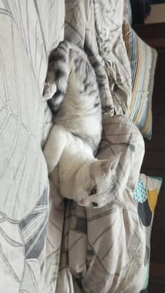 8 Months Old Male kittens for sale