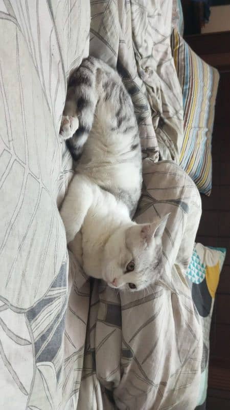 8 Months Old Male kittens for sale 0