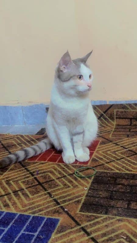 8 Months Old Male kittens for sale 2