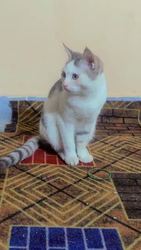 8 Months Old Male kittens for sale 3