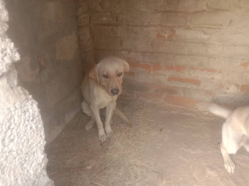 Labrador pair 0