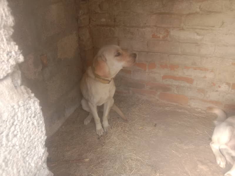 Labrador pair 2