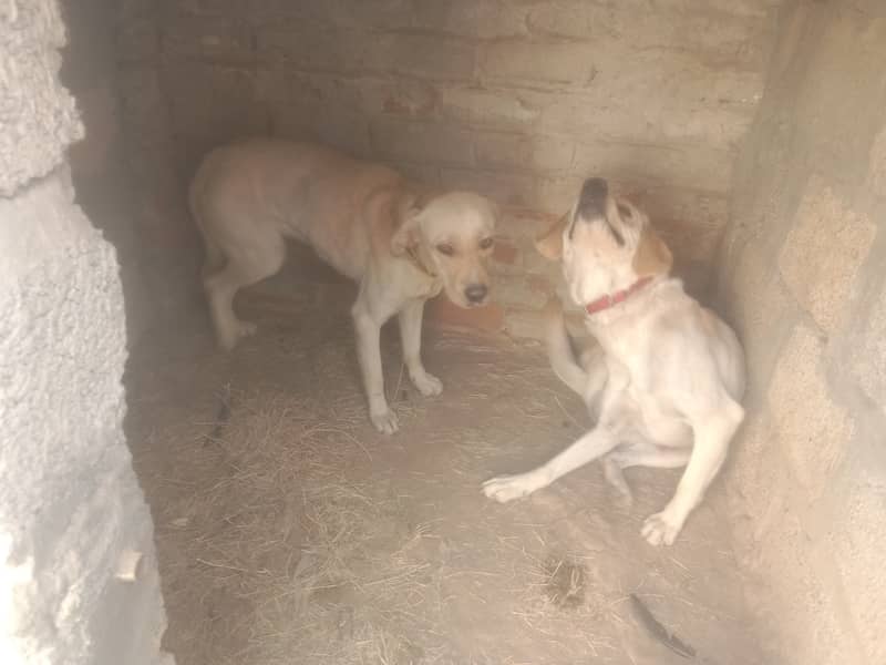 Labrador pair 3