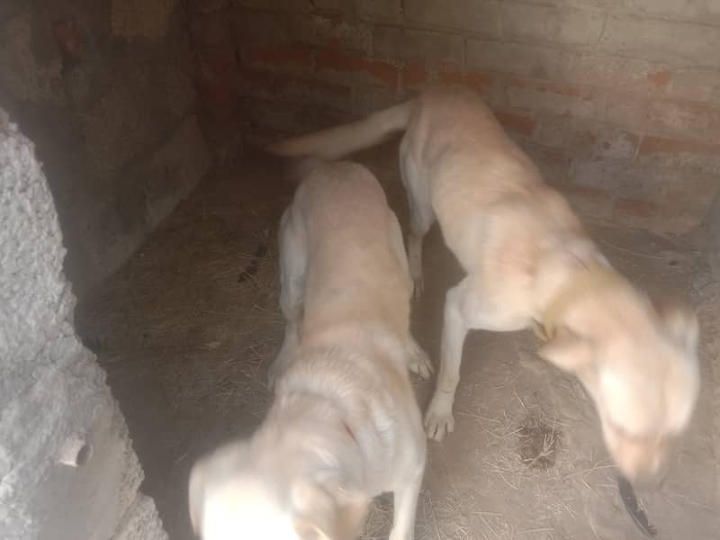 Labrador pair 6