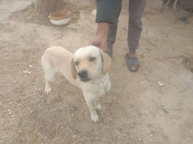 Labrador pair 10