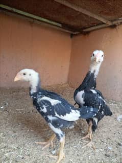 black king shamo chicks full active under 1.5 month 6000 each