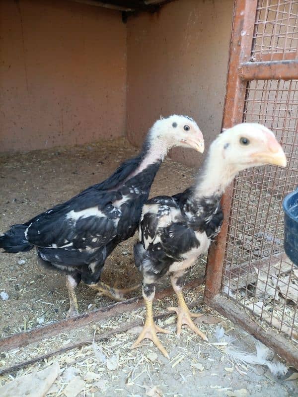 black king shamo chicks full active under 1.5 month 6000 each 1