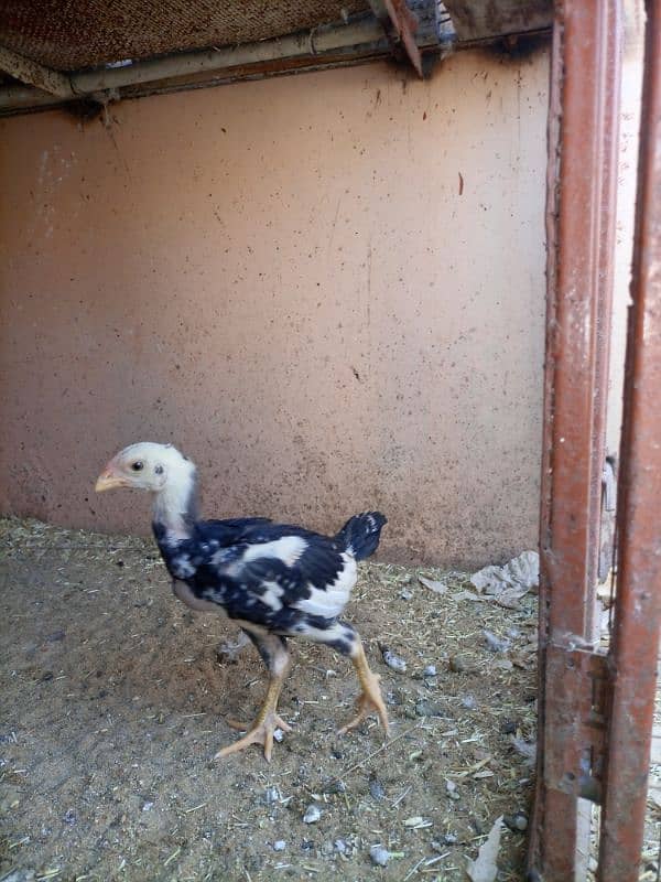 black king shamo chicks full active under 1.5 month 6000 each 2