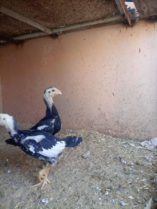 black king shamo chicks full active under 1.5 month 6000 each 3