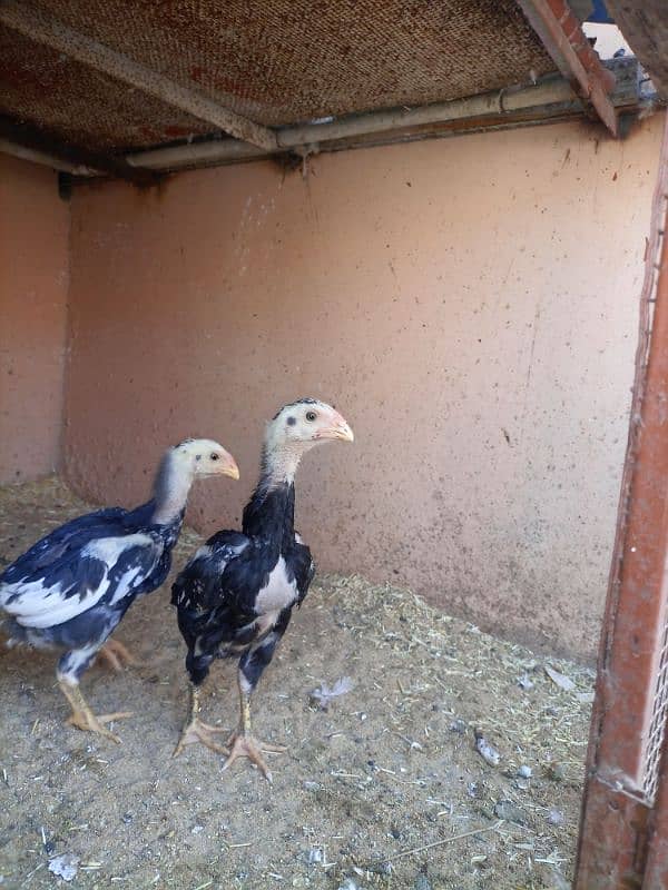 black king shamo chicks full active under 1.5 month 6000 each 4