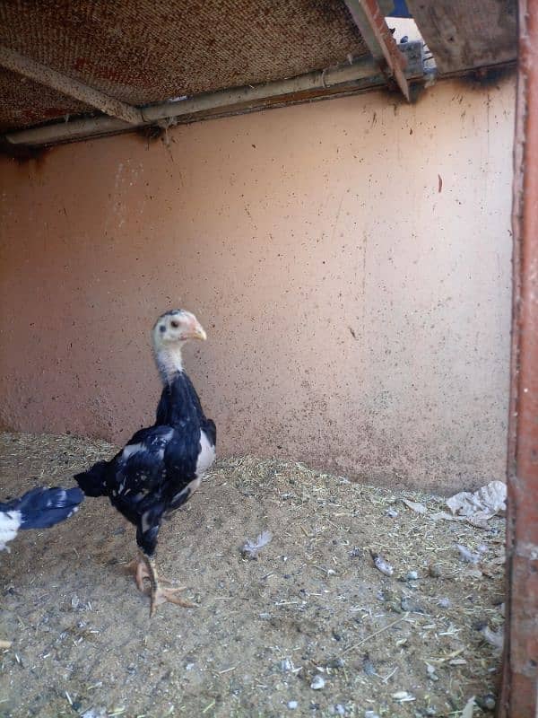 black king shamo chicks full active under 1.5 month 6000 each 5